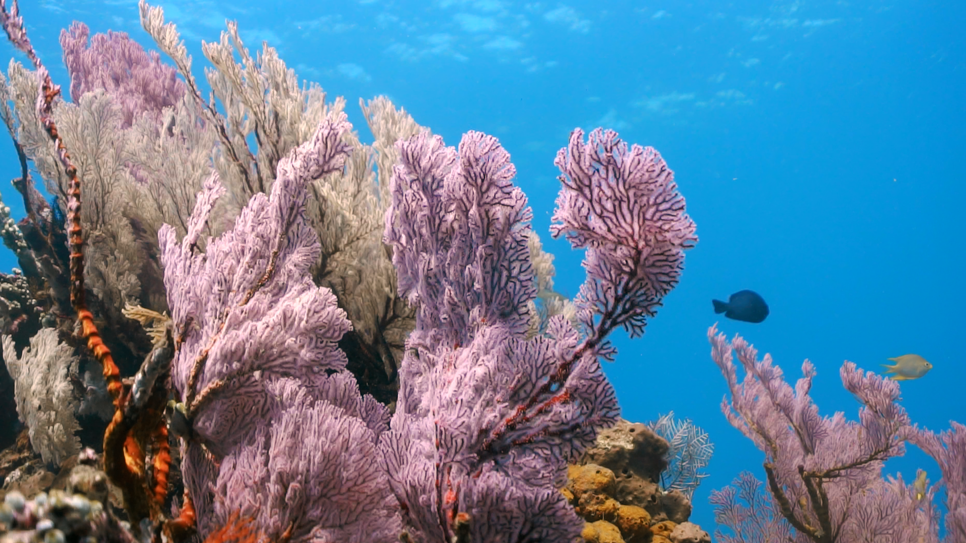 Bukti Pinnacle, Bukti Village