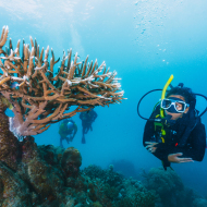 A man is diving in the ocean with a coral reef in the background. The man is wearing a black wetsuit and a yellow snorkel