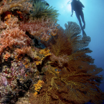 Diver explores vibrant coral reef