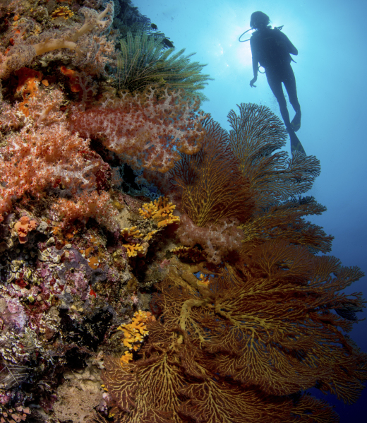 Diver explores vibrant coral reef