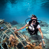Underwater view of female diver fixing a seacrete on seabed, (artificial steel reef with electric current), Lombok, Indonesia